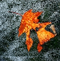 feuille gelee